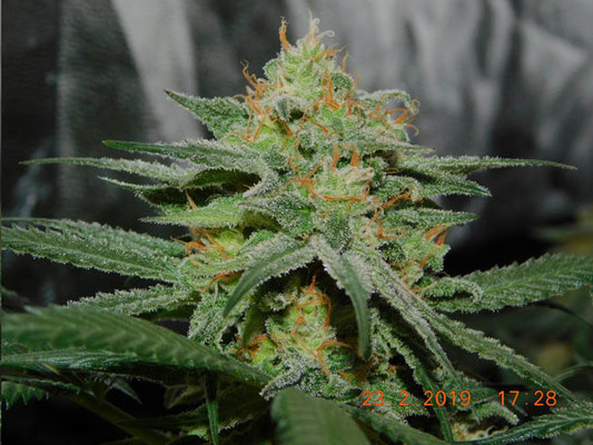 Lemon Power Haze (Zamnesia Seeds), feminisiert