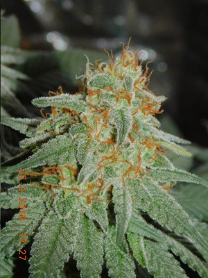 Lemon Power Haze (Zamnesia Seeds), feminisiert