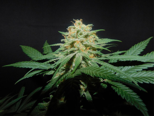 Lemon Power Haze (Zamnesia Seeds), feminisiert
