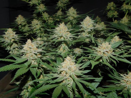 Lemon Power Haze (Zamnesia Seeds), feminisiert