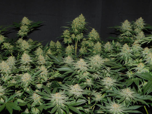 Lemon Power Haze (Zamnesia Seeds), feminisiert