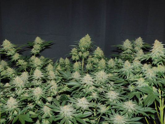 Lemon Power Haze (Zamnesia Seeds), feminisiert