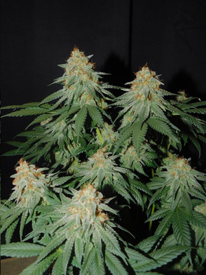 Lemon Power Haze (Zamnesia Seeds), feminisiert