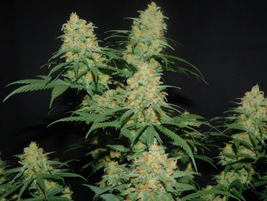 Lemon Power Haze (Zamnesia Seeds), feminisiert