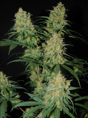 Lemon Power Haze (Zamnesia Seeds), feminisiert