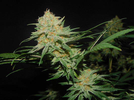 Lemon Power Haze (Zamnesia Seeds), feminisiert