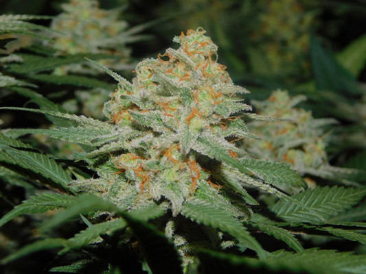 Lemon Power Haze (Zamnesia Seeds), feminisiert