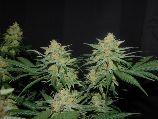 Lemon Power Haze (Zamnesia Seeds), feminisiert