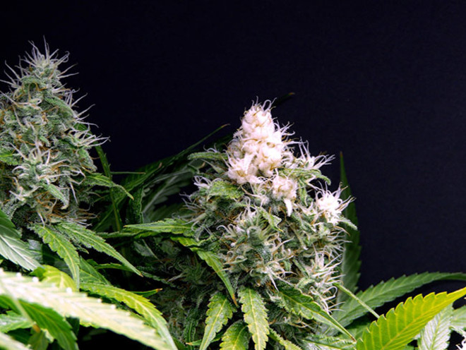 Lemon Power Haze (Zamnesia Seeds), feminisiert