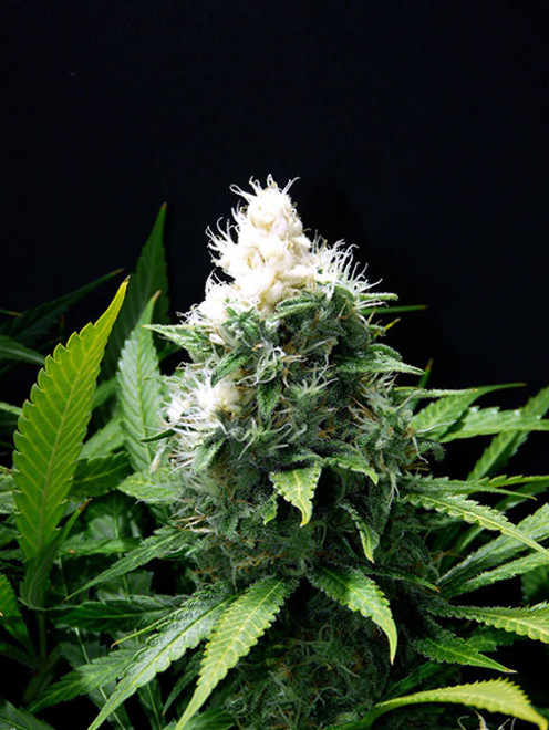 Lemon Power Haze (Zamnesia Seeds), feminisiert
