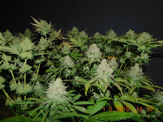 Gorilla #4 (BSB Genetics) feminisiert Gorilla #4 (BSB Genetics) feminisiert