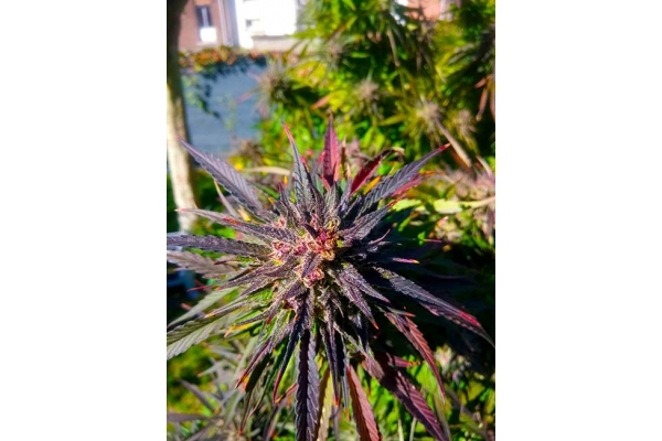 Blue Forest Berry (Growers Choice) feminisiert