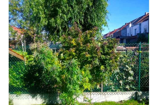 Blue Forest Berry (Growers Choice) feminisiert