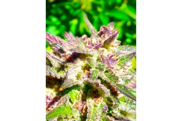 Blue Forest Berry (Growers Choice) feminisiert