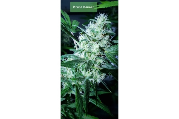 Bruce Banner 3 (Zamnesia Seeds) feminisiert Bruce Banner 3 (Zamnesia Seeds) feminisiert