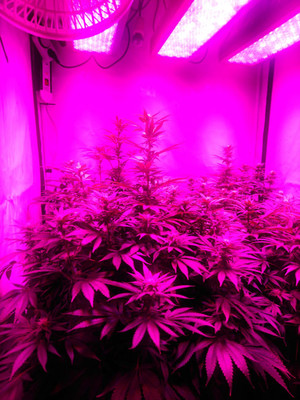 Bruce Banner 3 (Zamnesia Seeds) feminisiert Bruce Banner 3 (Zamnesia Seeds) feminisiert