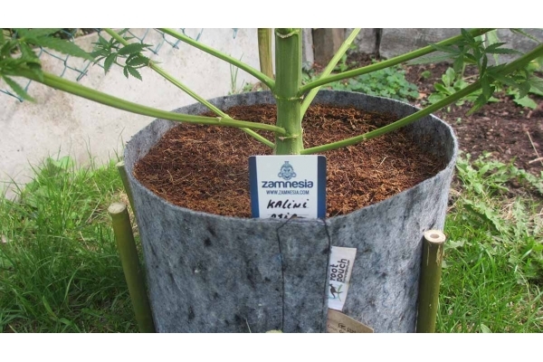 Kalini Asia (Zamnesia Seeds) feminisiert Kalini Asia (Zamnesia Seeds) feminisiert