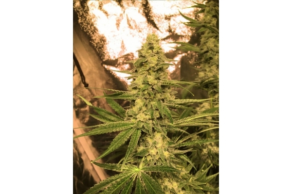 Larry Bird Kush (Zamnesia Seeds) feminisiert Larry Bird Kush (Zamnesia Seeds) feminisiert
