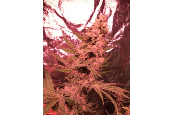Larry Bird Kush (Zamnesia Seeds) feminisiert Larry Bird Kush (Zamnesia Seeds) feminisiert