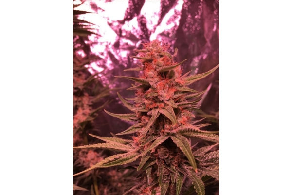 Larry Bird Kush (Zamnesia Seeds) feminisiert Larry Bird Kush (Zamnesia Seeds) feminisiert