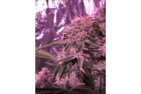 Larry Bird Kush (Zamnesia Seeds) feminisiert Larry Bird Kush (Zamnesia Seeds) feminisiert