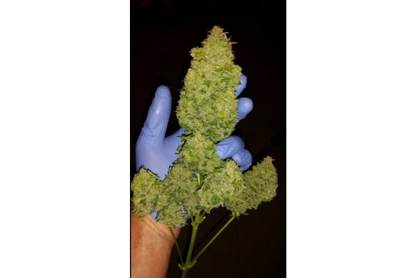 Larry Bird Kush (Zamnesia Seeds) feminisiert Larry Bird Kush (Zamnesia Seeds) feminisiert