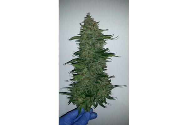 Larry Bird Kush (Zamnesia Seeds) feminisiert Larry Bird Kush (Zamnesia Seeds) feminisiert