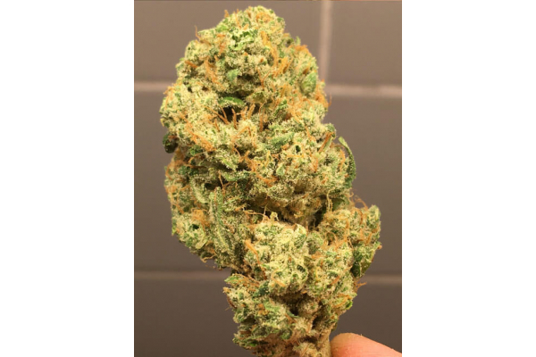 Larry Bird Kush (Zamnesia Seeds) feminisiert Larry Bird Kush (Zamnesia Seeds) feminisiert