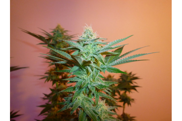Larry Bird Kush (Zamnesia Seeds) feminisiert Larry Bird Kush (Zamnesia Seeds) feminisiert