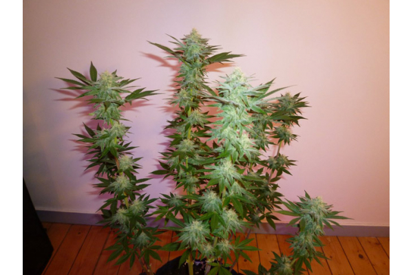 Larry Bird Kush (Zamnesia Seeds) feminisiert Larry Bird Kush (Zamnesia Seeds) feminisiert