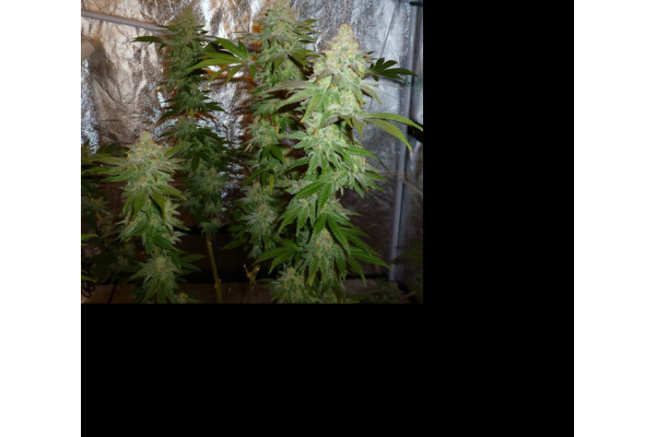 Larry Bird Kush (Zamnesia Seeds) feminisiert Larry Bird Kush (Zamnesia Seeds) feminisiert