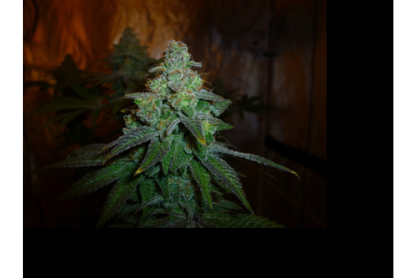Larry Bird Kush (Zamnesia Seeds) feminisiert Larry Bird Kush (Zamnesia Seeds) feminisiert