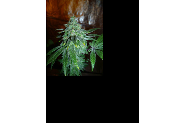 Larry Bird Kush (Zamnesia Seeds) feminisiert Larry Bird Kush (Zamnesia Seeds) feminisiert