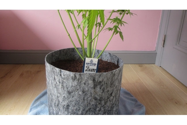 Sticky Beast (Zamnesia Seeds) feminisiert Sticky Beast (Zamnesia Seeds) feminisiert