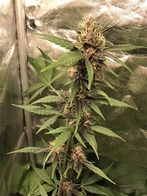 Auto Purple CousKush (Zamnesia Seeds) feminisiert Auto Purple CousKush (Zamnesia Seeds) feminisiert