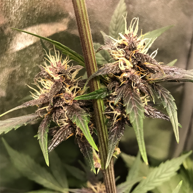 Auto Purple CousKush (Zamnesia Seeds) feminisiert Auto Purple CousKush (Zamnesia Seeds) feminisiert