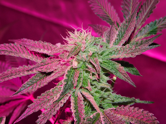 Gelato (Zamnesia Seeds) feminisiert