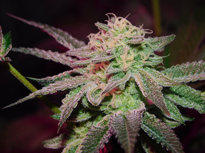 Gelato (Zamnesia Seeds) feminisiert