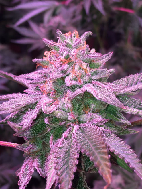 Gelato (Zamnesia Seeds) feminisiert