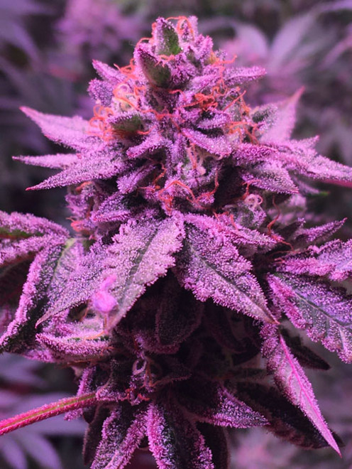 Gelato (Zamnesia Seeds) feminisiert