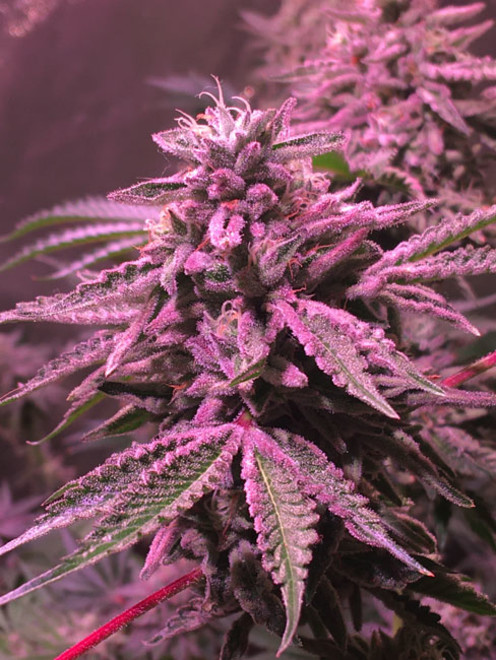 Gelato (Zamnesia Seeds) feminisiert