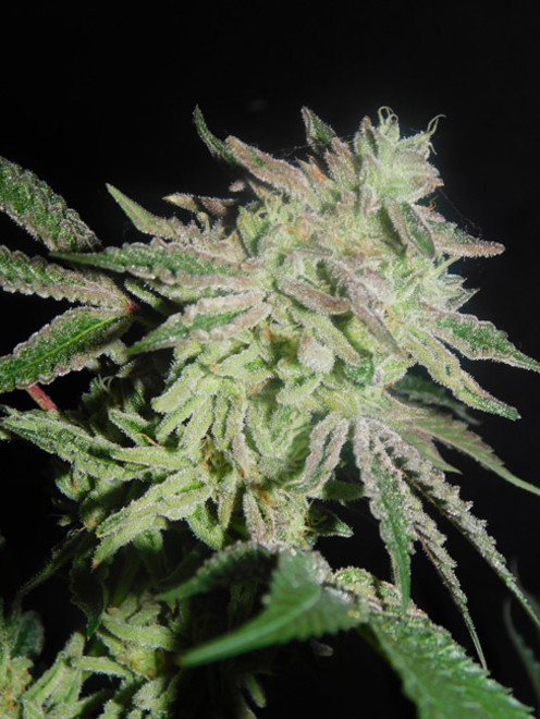 Gelato (Zamnesia Seeds) feminisiert