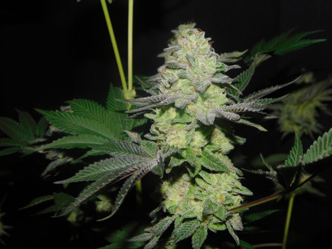 Gelato (Zamnesia Seeds) feminisiert