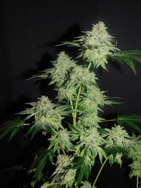 Gelato (Zamnesia Seeds) feminisiert