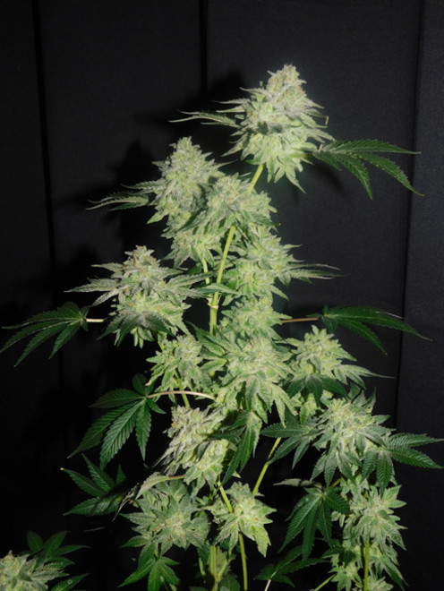Gelato (Zamnesia Seeds) feminisiert