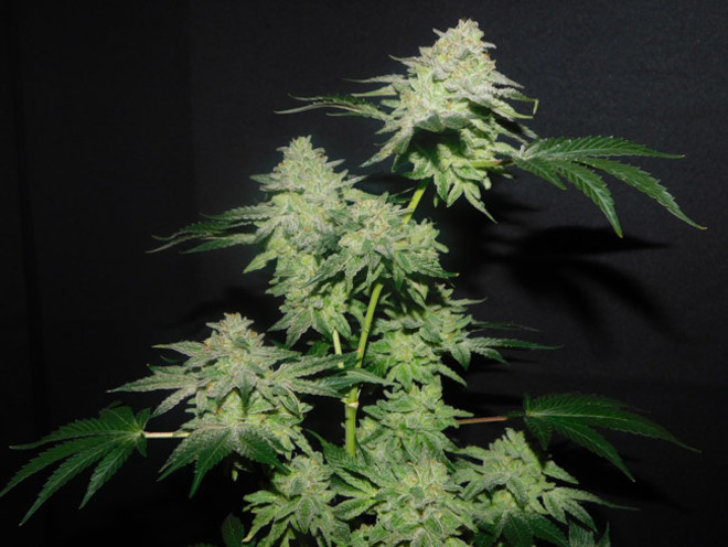 Gelato (Zamnesia Seeds) feminisiert