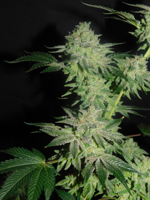 Gelato (Zamnesia Seeds) feminisiert
