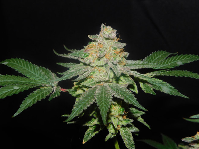 Gelato (Zamnesia Seeds) feminisiert