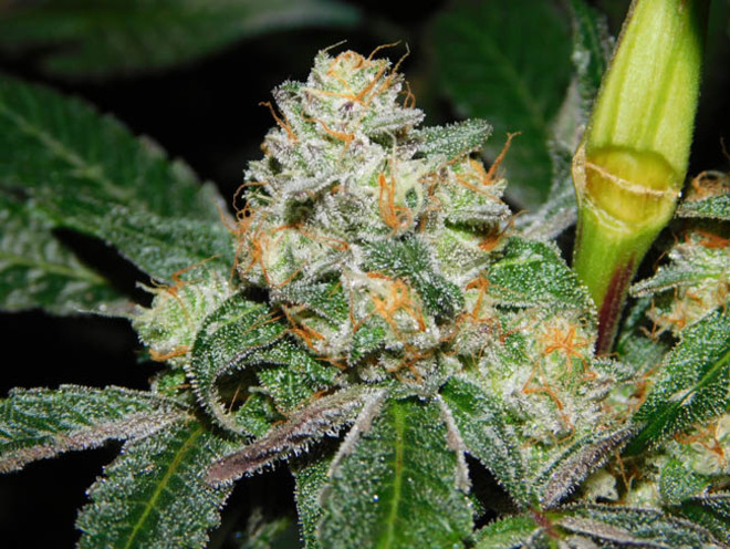 Wifi 43 x Do-Si-Dos (Philosopher Seeds x Zamnesia) feminisiert