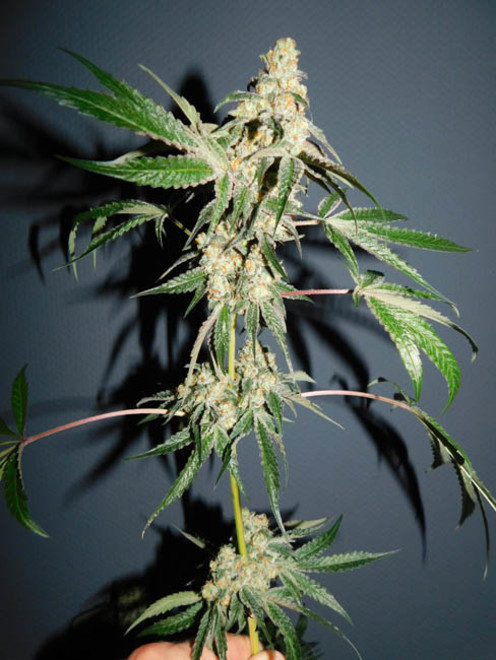 Wifi 43 x Do-Si-Dos (Philosopher Seeds x Zamnesia) feminisiert